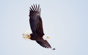 150107_Is-It-Time-to-Leave-Your-Nest