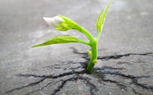 040815_indestructible_2