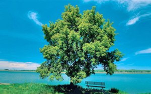 living-the-blessed-life